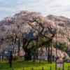 小生瀬地蔵桜 | SAKURAGRAPH