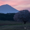 田住の一本桜 | SAKURAGRAPH