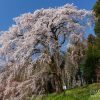 内出の桜 | SAKURAGRAPH