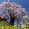 郡山市の桜 | SAKURAGRAPH