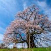 岡山の桜 | SAKURAGRAPH