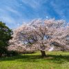 天郷の一本桜 | SAKURAGRAPH