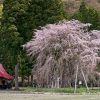 おしら様の枝垂れ桜 | SAKURAGRAPH