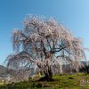 和美の桜 | SAKURAGRAPH