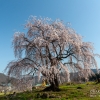 和美の桜 | SAKURAGRAPH