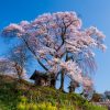 天神夫婦桜 | SAKURAGRAPH