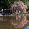 青屋神明神社のしだれ桜 | SAKURAGRAPH