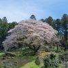 松国大山桜 | SAKURAGRAPH