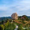 福岡の桜 | SAKURAGRAPH