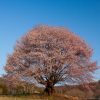 針山の天王桜 | SAKURAGRAPH