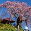 上石の不動桜 | SAKURAGRAPH