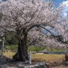 井戸鐘乳穴神社の桜 | SAKURAGRAPH
