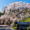 段部のしだれ桜 | SAKURAGRAPH