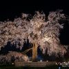 京都の桜 | SAKURAGRAPH