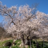 巡礼桜 | SAKURAGRAPH