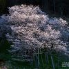 臥龍桜 | SAKURAGRAPH