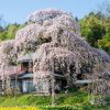 横田陣屋の御殿桜 | SAKURAGRAPH