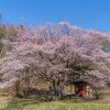 オキノ桜 | SAKURAGRAPH