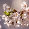 岩井畝の大桜 | SAKURAGRAPH