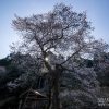 中国・四国の桜 | SAKURAGRAPH