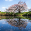 浅井の一本桜 | SAKURAGRAPH