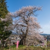 子守堂の桜 | SAKURAGRAPH