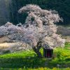 小沢の桜 | SAKURAGRAPH