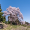 箱石の追猪の桜 | SAKURAGRAPH