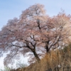 青々谷城尾桜 | SAKURAGRAPH