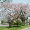 川北特別教授場の山桜 | SAKURAGRAPH