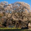 三隅大平桜 | SAKURAGRAPH