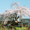 建福寺の枝垂桜 | SAKURAGRAPH