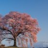 わに塚の桜 | SAKURAGRAPH