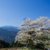 樽見の大桜 | SAKURAGRAPH