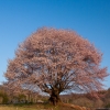 群馬の桜 | SAKURAGRAPH