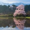向野の桜 | SAKURAGRAPH