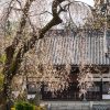 関川寺の結城桜 | SAKURAGRAPH