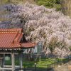 永泉寺のシダレザクラ | SAKURAGRAPH