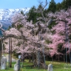 釜の越桜 | SAKURAGRAPH
