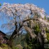 満願寺の八講桜 | SAKURAGRAPH