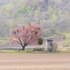 屈足の一本桜 | SAKURAGRAPH