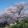 二本松市の桜 | SAKURAGRAPH