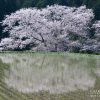 諸木野の桜 | SAKURAGRAPH