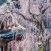久遠寺のシダレザクラ | SAKURAGRAPH