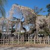 西光寺のシダレザクラ | SAKURAGRAPH