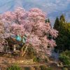 桜堂のひょうたん桜 | SAKURAGRAPH