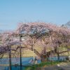 中島の地蔵桜 | SAKURAGRAPH