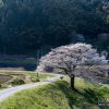 島根の桜 | SAKURAGRAPH