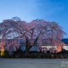 杵原学校のシダレザクラ | SAKURAGRAPH