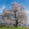 村山エリアの桜 | SAKURAGRAPH